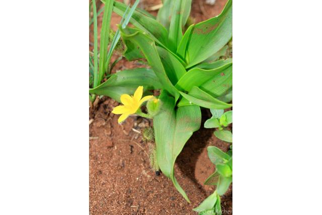 Tussenliggend hypoxis