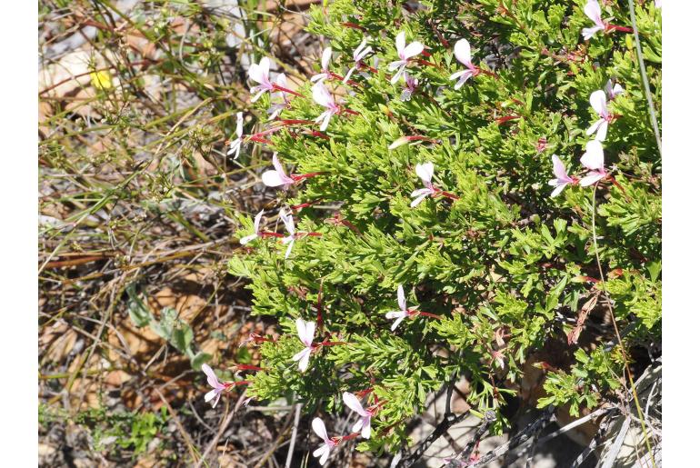 Pelargonium ternatum 7998