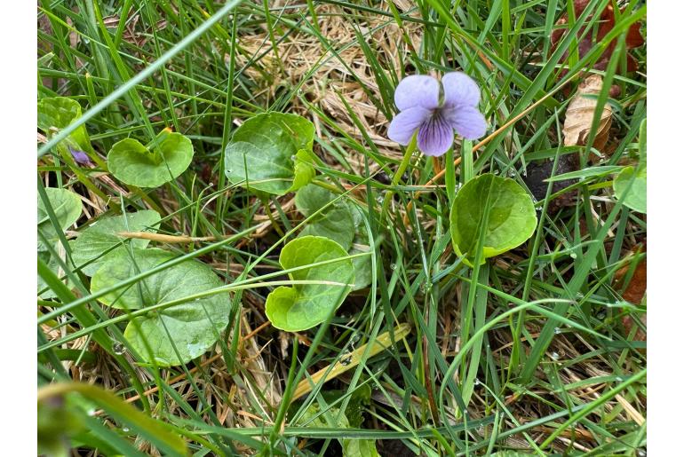 Viola palustris -8006