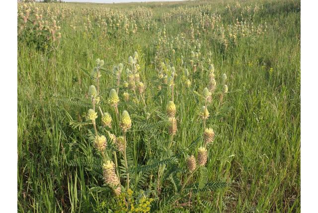 Vossenstaart astragalus