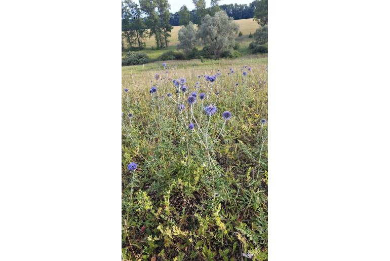 Echinops ritro 8028