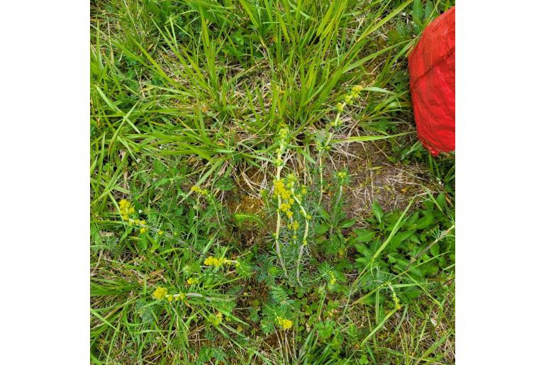 Galium verum -8040