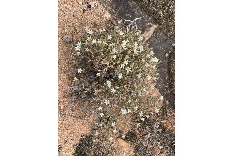 Wahlenbergia decipiens 8041