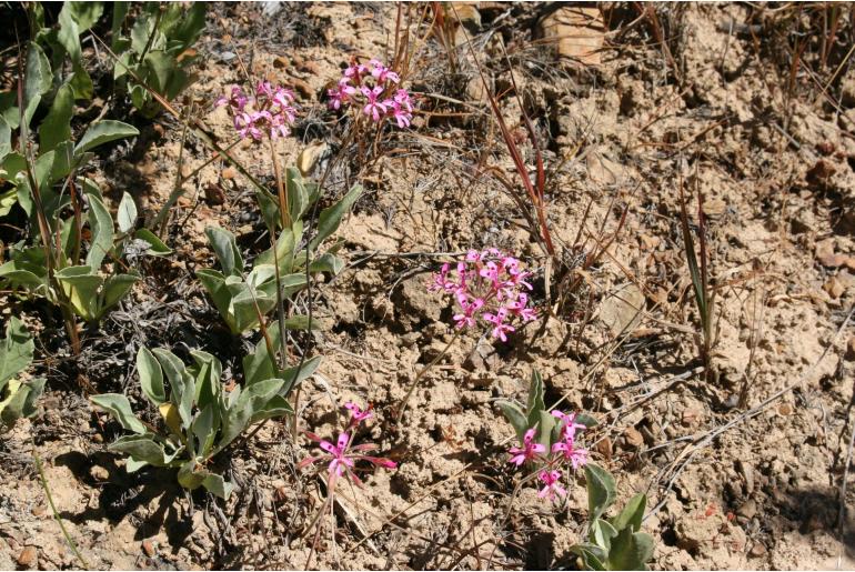Pelargonium triphyllum 8043
