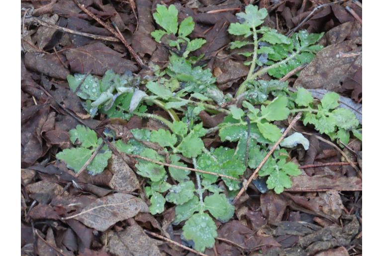Chelidonium majus -8044