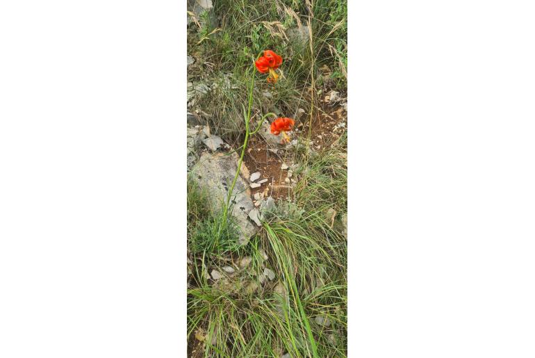 Lilium pomponium&nbsp;8050