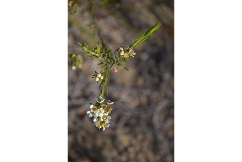 Diosma parvula&nbsp;8053
