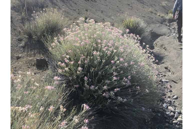 Hyalis argentea&nbsp;8057