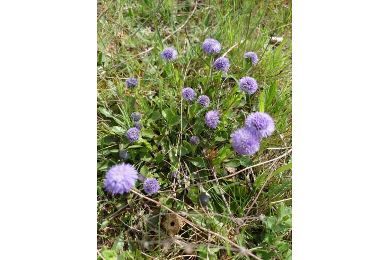 Globularia bisnagarica 8058