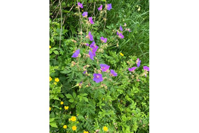 Weide Geranium
