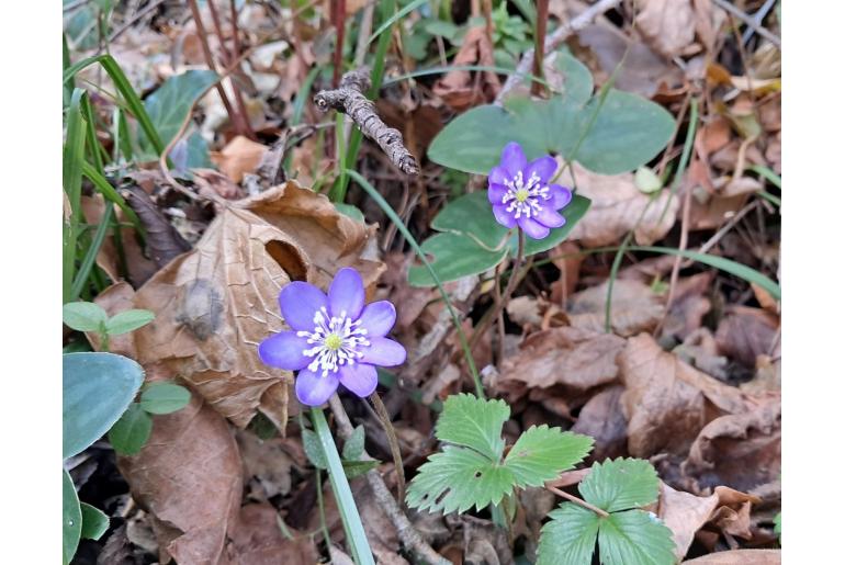 Hepatica nobilis 8064