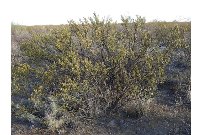 Larrea cuneifolia&nbsp;8066