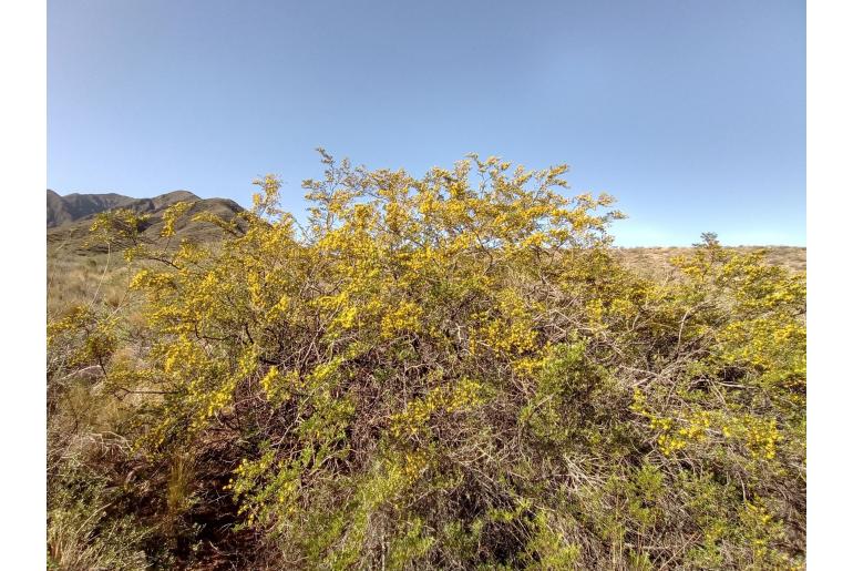 Larrea nitida&nbsp;8069