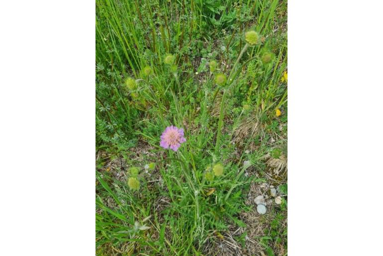 Knautia arvensis 8074