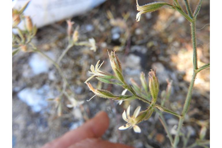 Dianthus argentii&nbsp;8077