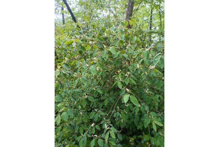 Lonicera xylosteum 8086