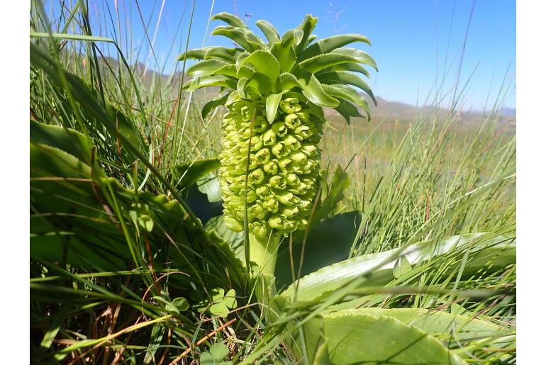 Eucomis autumnalis ssp clavata 8087