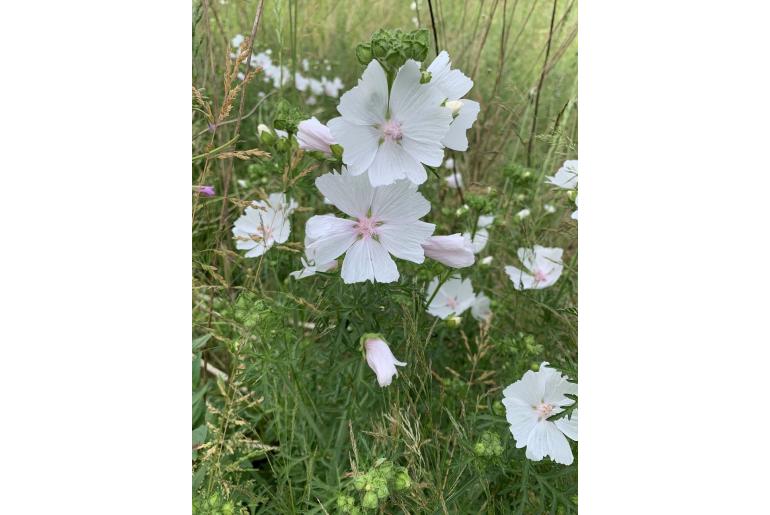 Malva moschata 'Alba' -8099