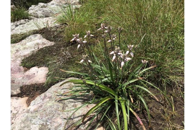 Saunders aloë Saunders aloë