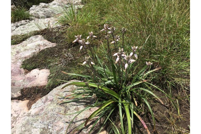 Aloe saundersiae&nbsp;8102