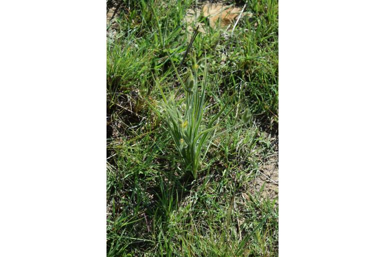 Hypoxis kraussiana&nbsp;8102