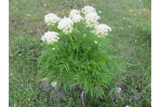 Molopospermum van Peloponnesië