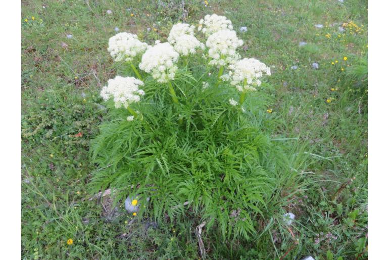 Molopospermum peleponnesiacum 8110