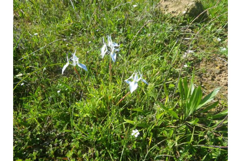Moraea mutila 8118