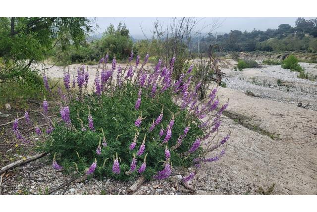 Langbladige lupine Langbladige lupine
