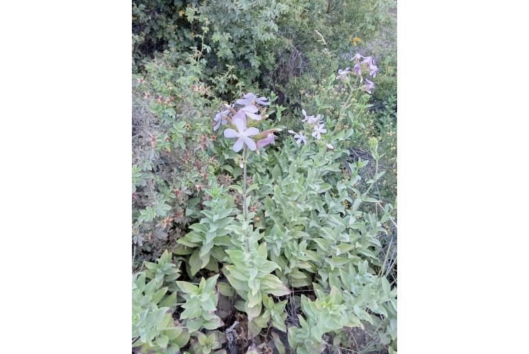 Saponaria officinalis -8132