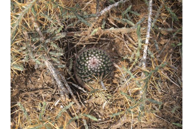 Wollige Tepelcactus