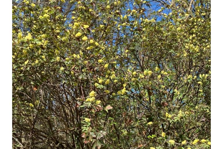 Sambucus racemosa 8134