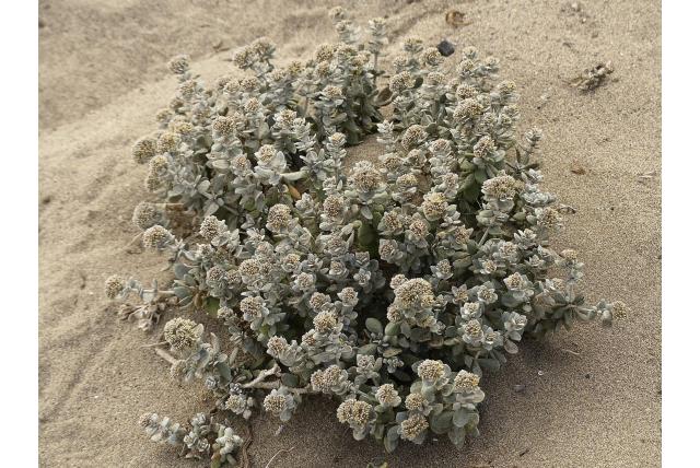 Sneeuwwitte polycarpaea