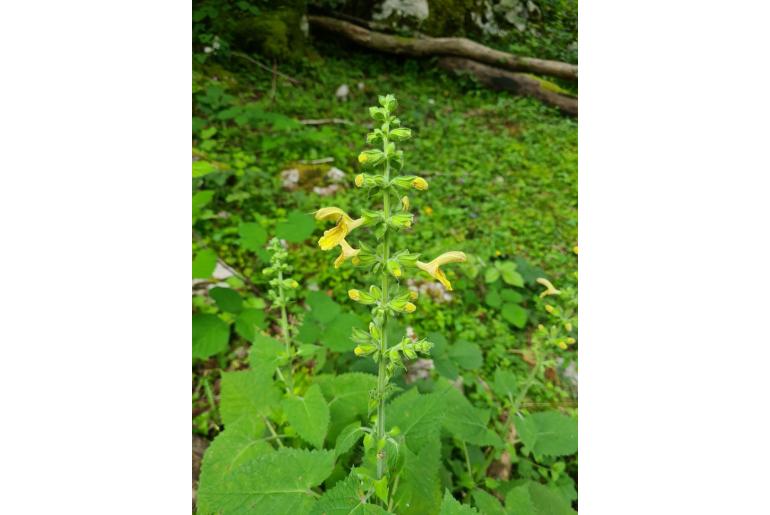 Salvia glutinosa -8142