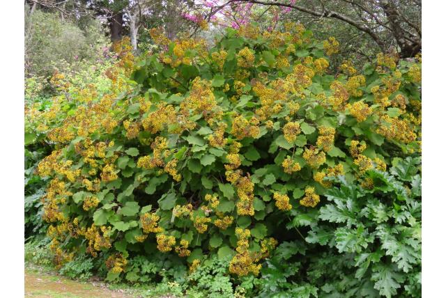 Hoed senecio