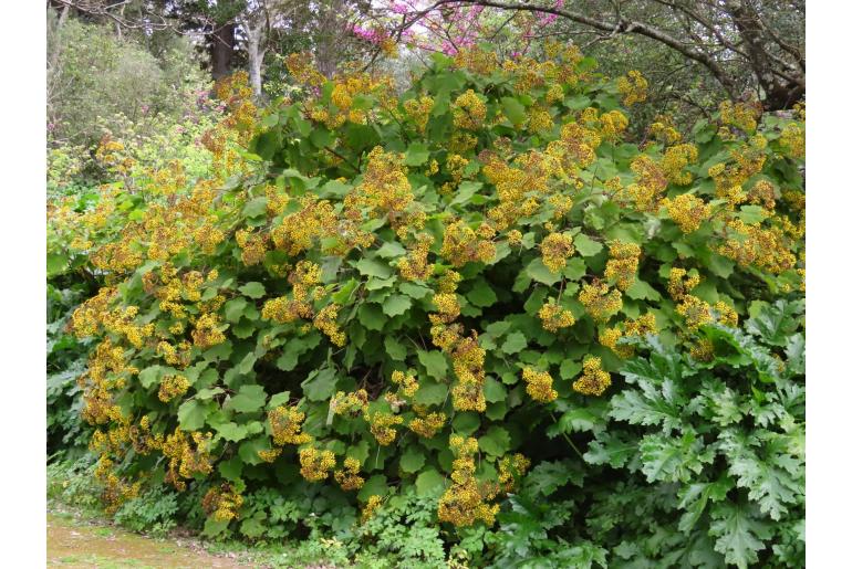 Roldana petasitis -8147