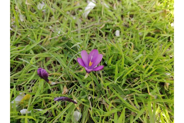 Requien's romulea Requien's romulea