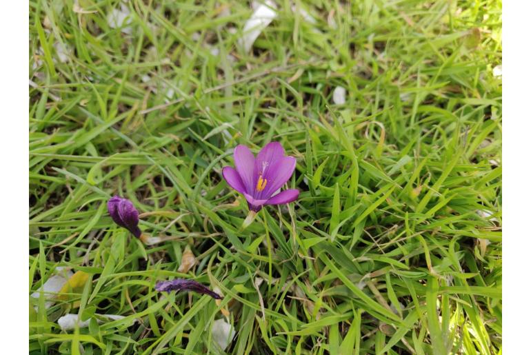 Romulea requienii 8148