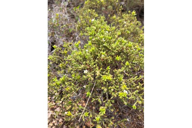 Passerina-achtig diosma