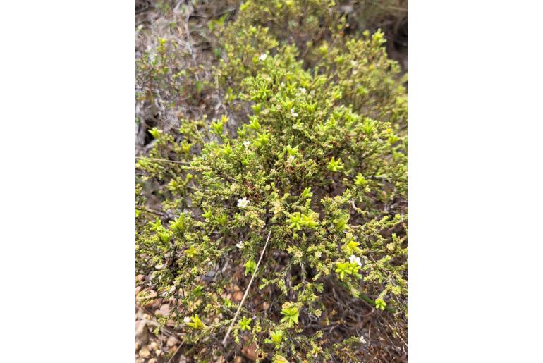 Diosma passerinoides&nbsp;8157