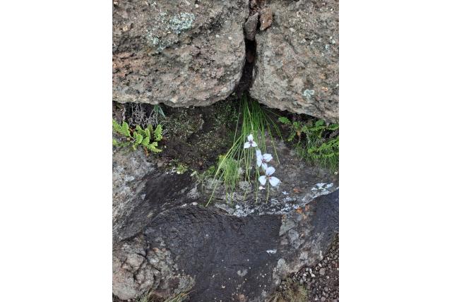 Waakzame moraea
