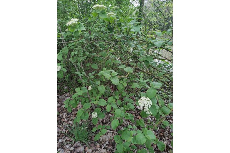 Viburnum lantana -8165