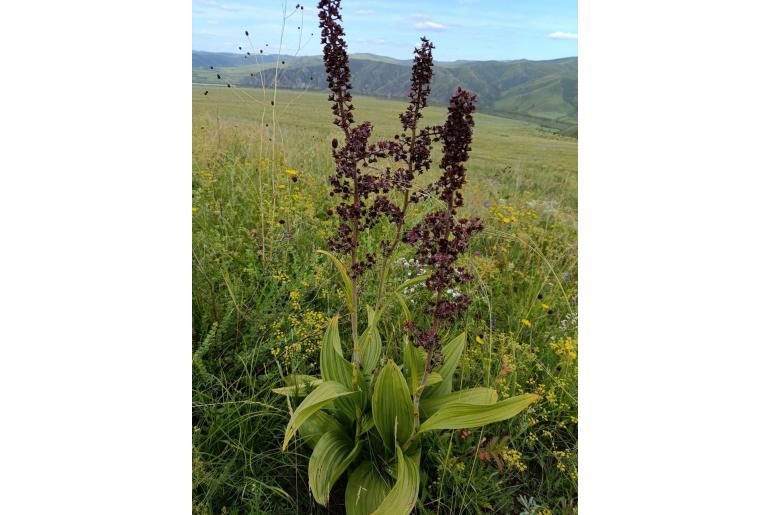 Veratrum nigrum Veratrum nigrum -8172