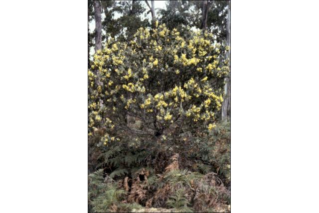 Pataczek’s acacia