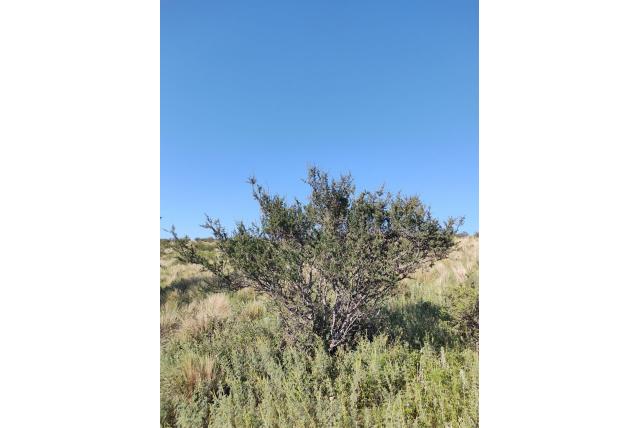 Gebundelde peperboom