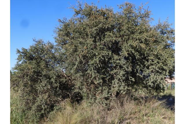 Johnston's peperboom