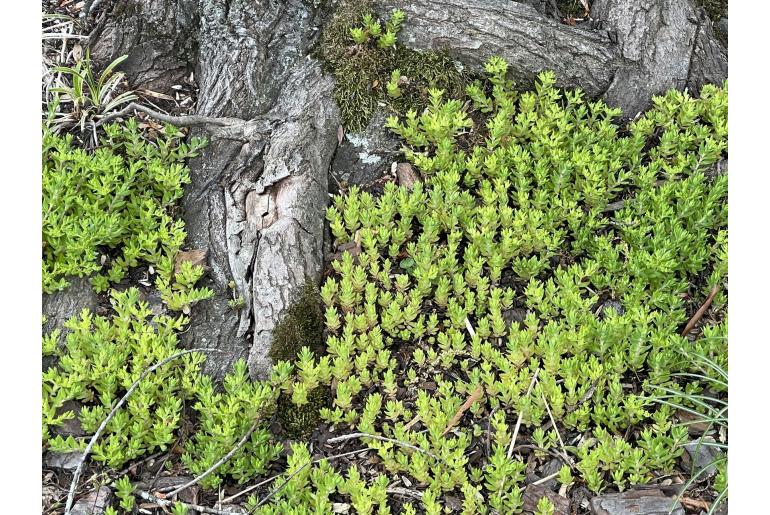 Sedum sarmentosum -8189
