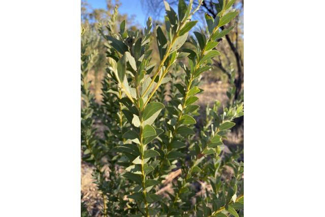 Half sikkelvormig blad Acacia