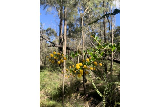 Gekruld blad acacia
