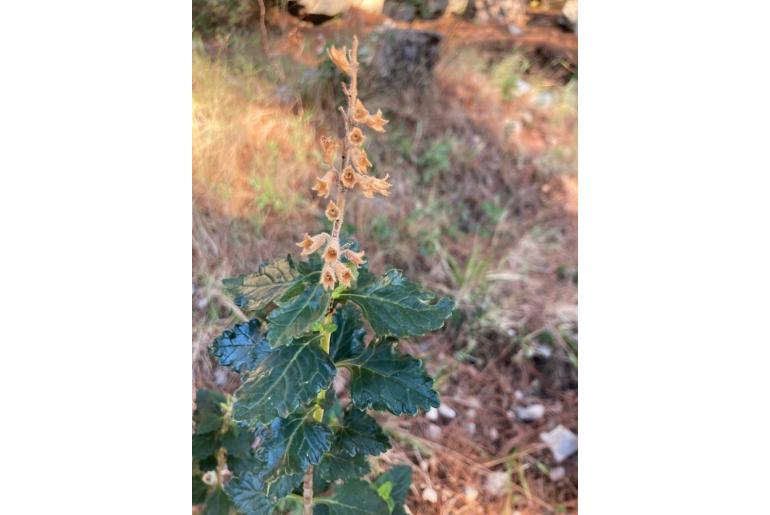 Teucrium lucidum -8195